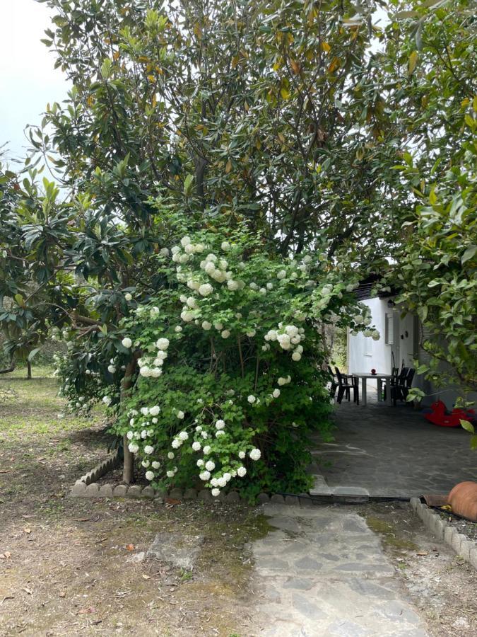 Irinis Cottage Καλά Νερά Εξωτερικό φωτογραφία